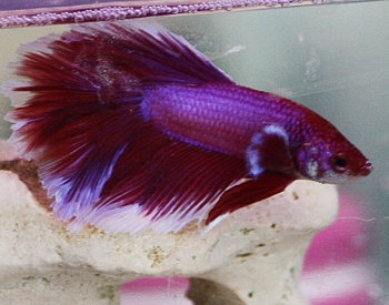 Betta_Ricardo2.jpg